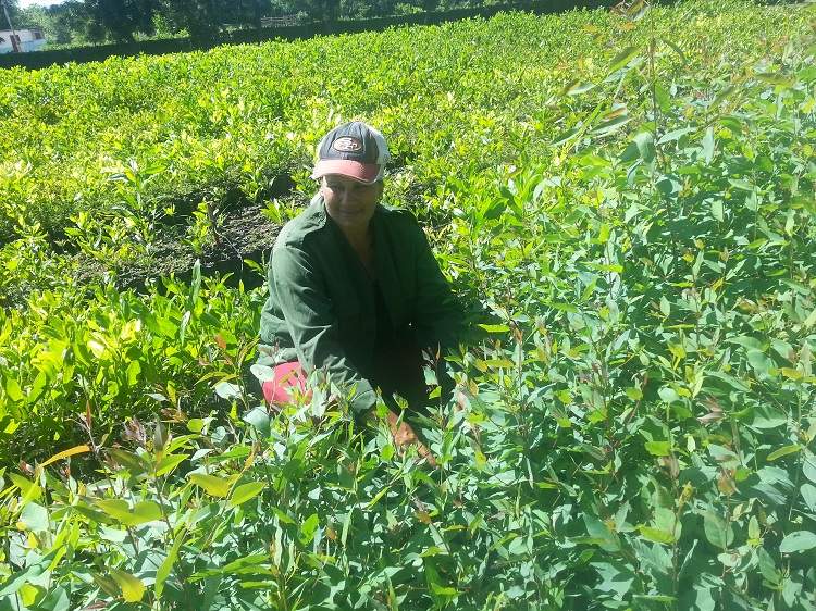 Local science accompanies the producers in order to increase the crops and promotes the use of alternatives such as organic fertilizers
