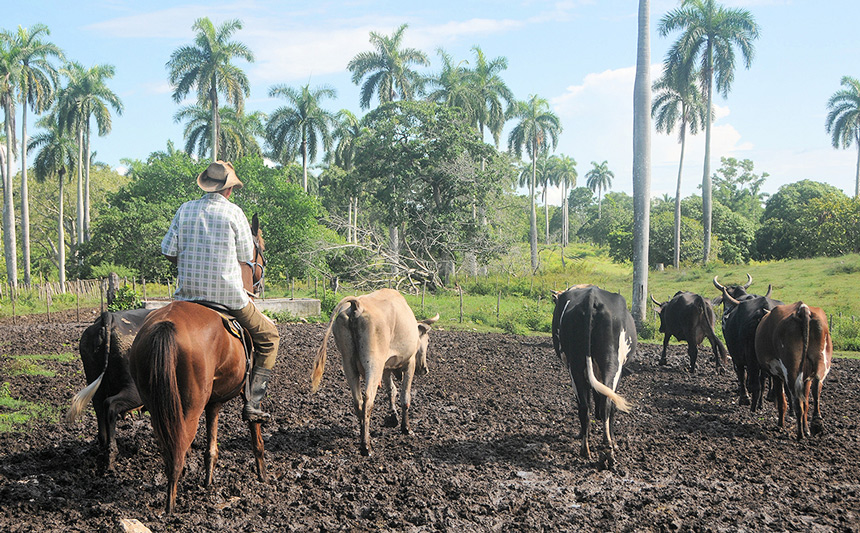 agropecuarios1 