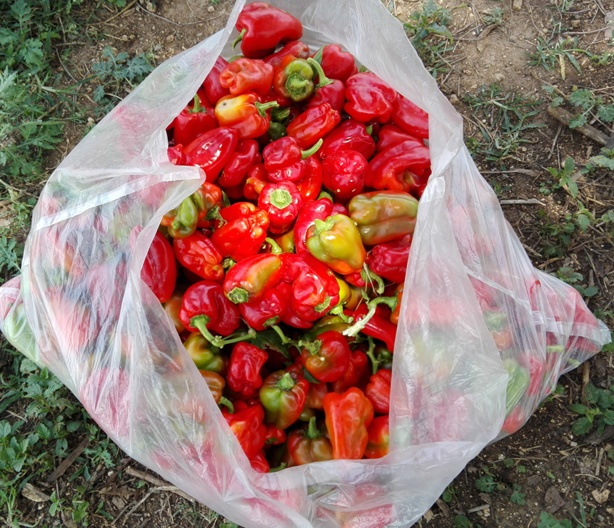 ajies agric yenima