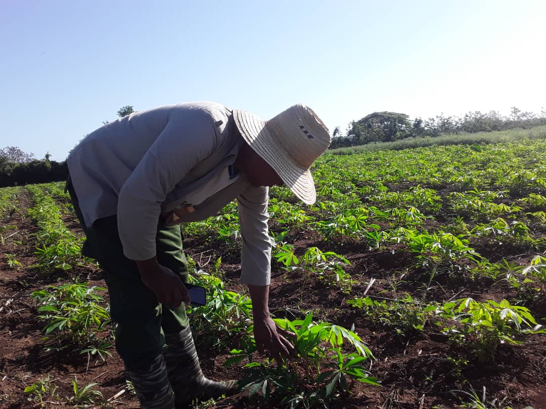 campesino de Amancio 2