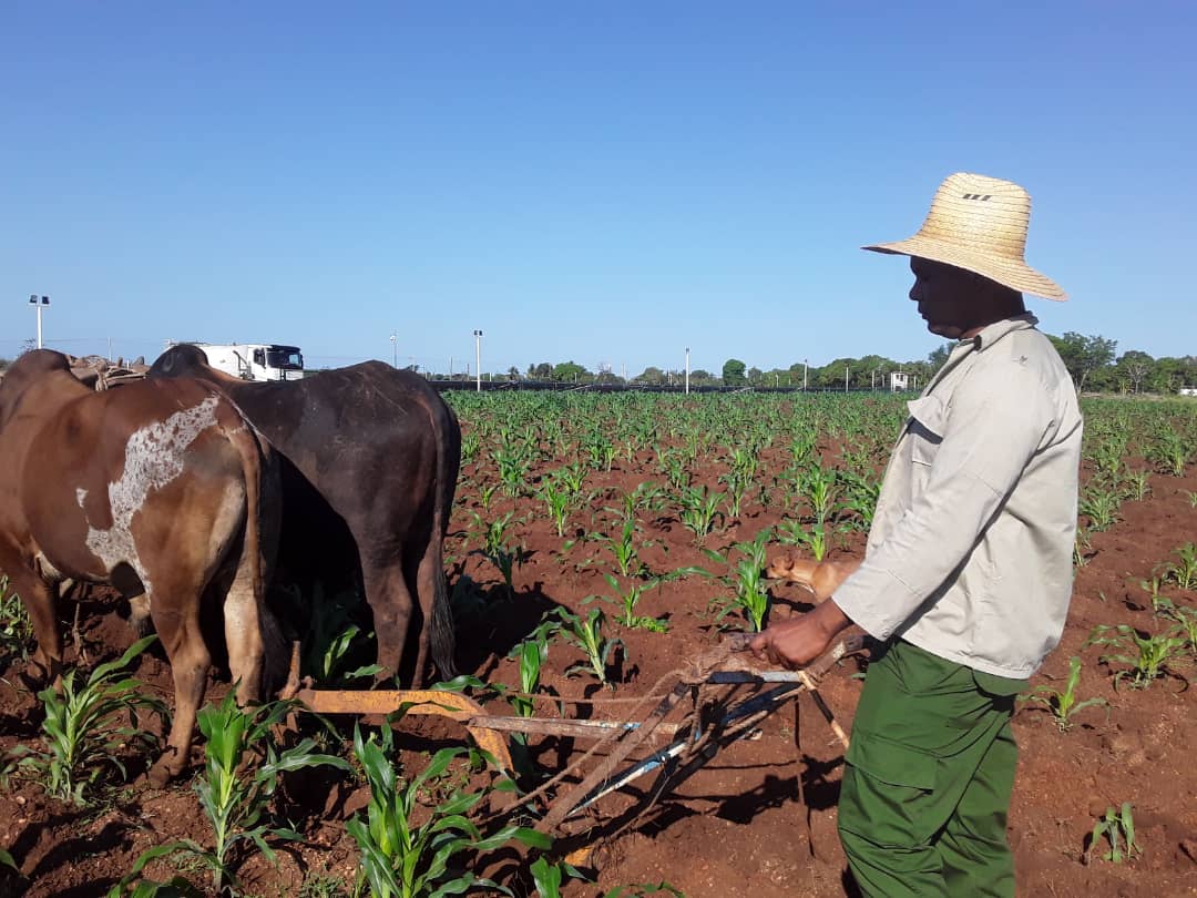 campesino de Amancio 3