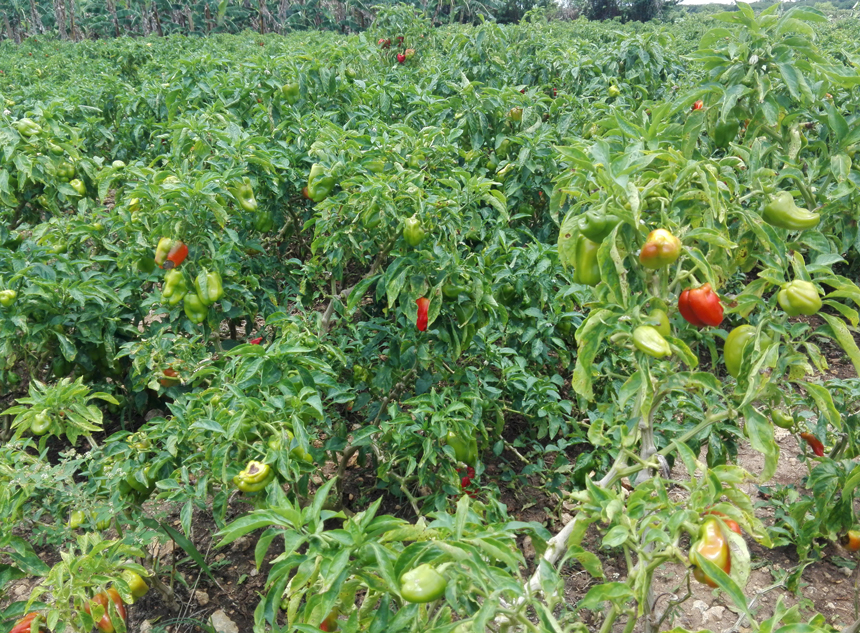 campo aji yenima