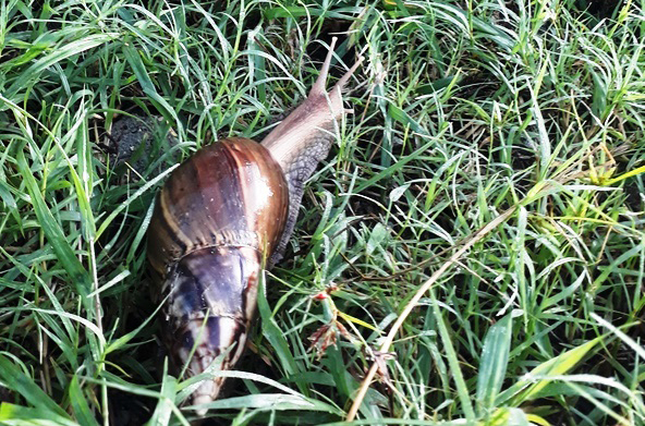 caracol gigante jorgeperez 1