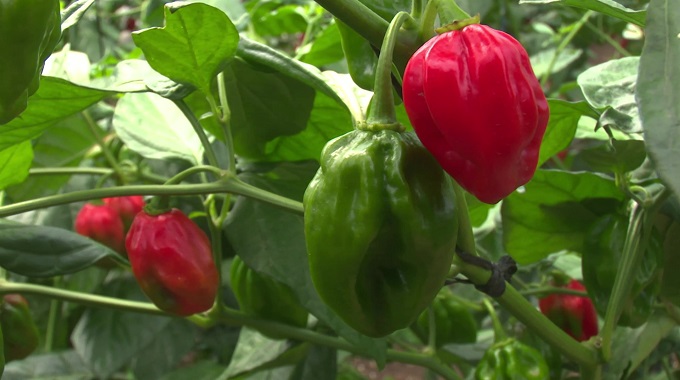 130 kg of Havana chili were achieved in some half an hectare.