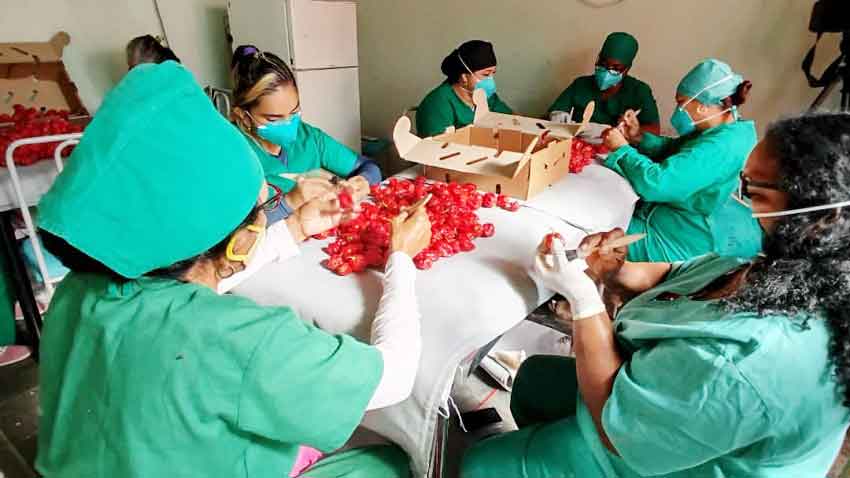 Havana chili bell pepper is exported from Las Tunas.