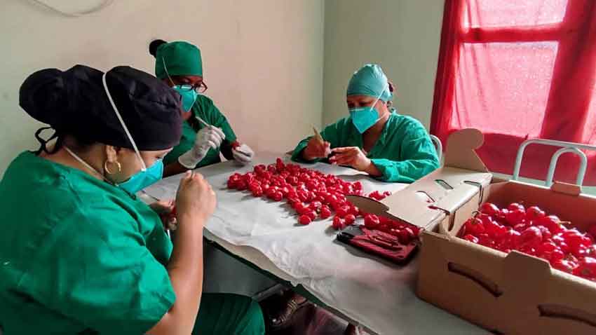 Havana chili bell pepper is exported from Las Tunas.