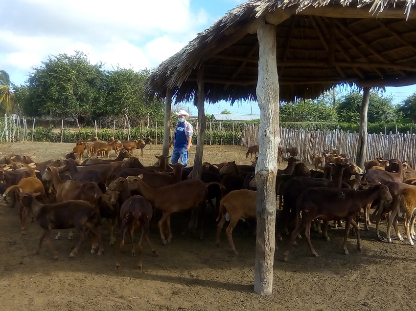 El Esfuerzo farm