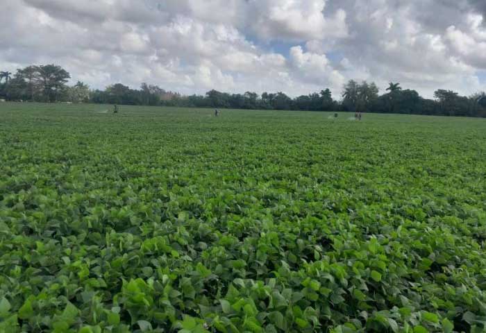 La vista se pierde en la inmensidad de los sembrados de frijol.