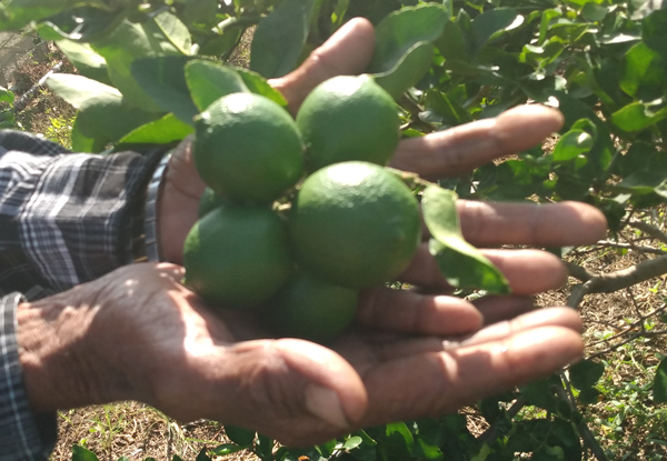limones