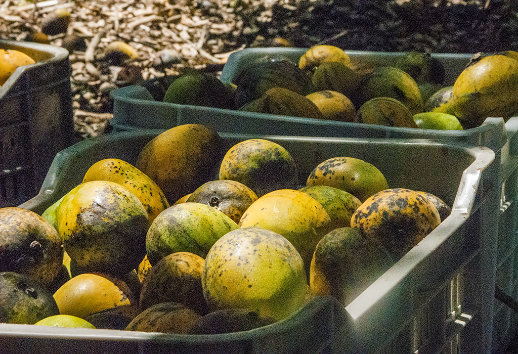 mangos LasTunas 2020