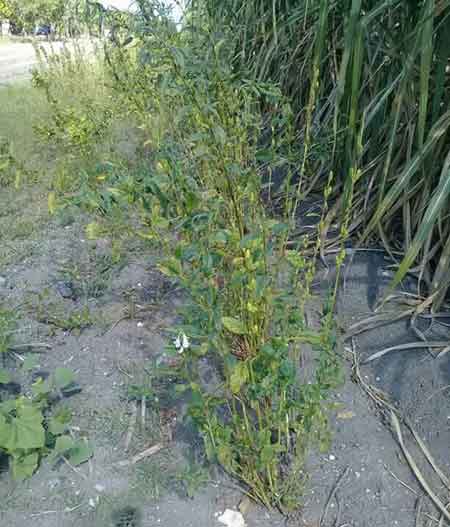 Plantas oleaginosas.