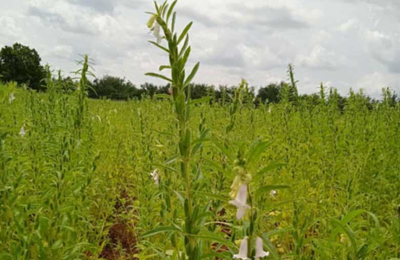 Plantas oleaginosas, alternativa en producción de alimentos
