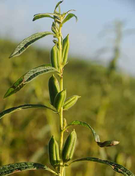 Plantas oleaginosas.