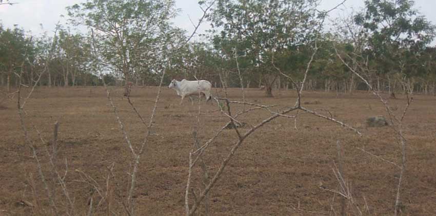The climatic conditions of the province force to look for solutions to guarantee the food in the months of extreme drought