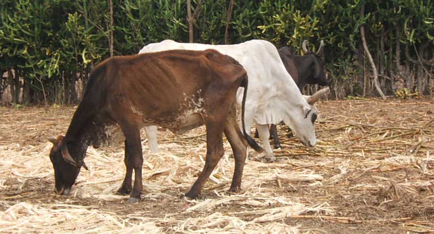 The climatic conditions of the province force to look for solutions to guarantee the food in the months of extreme drought