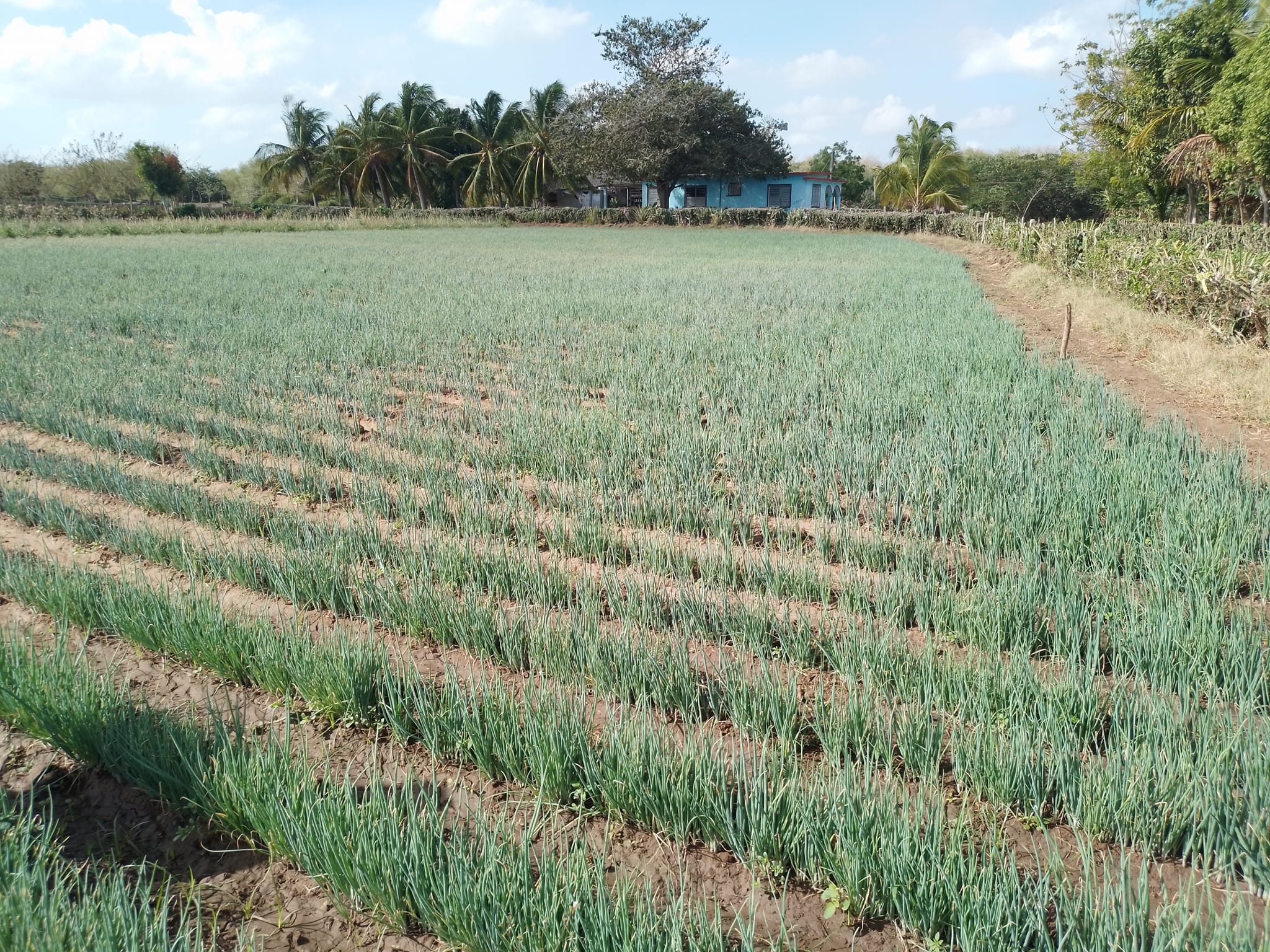 productor semillas yenima 2