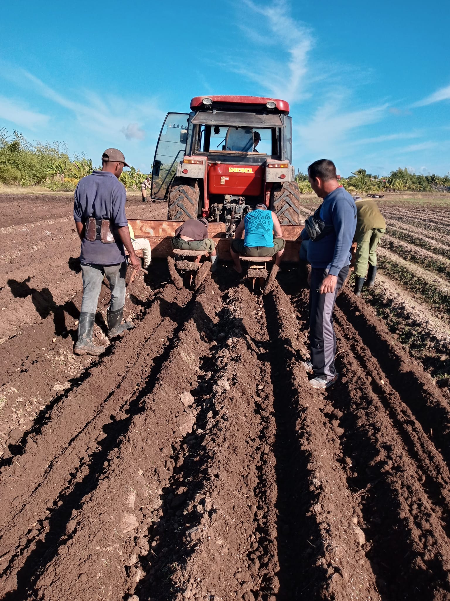 Las Tunas is sowing papa this year.
