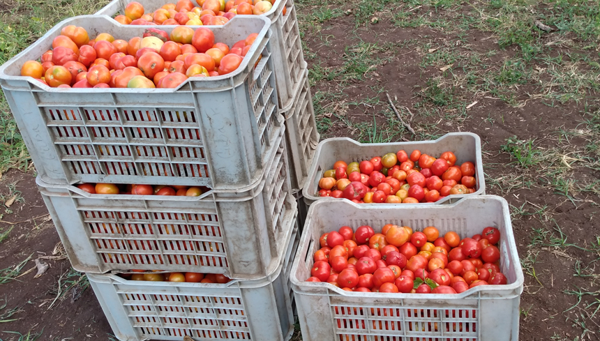 tomate Jobabo 2