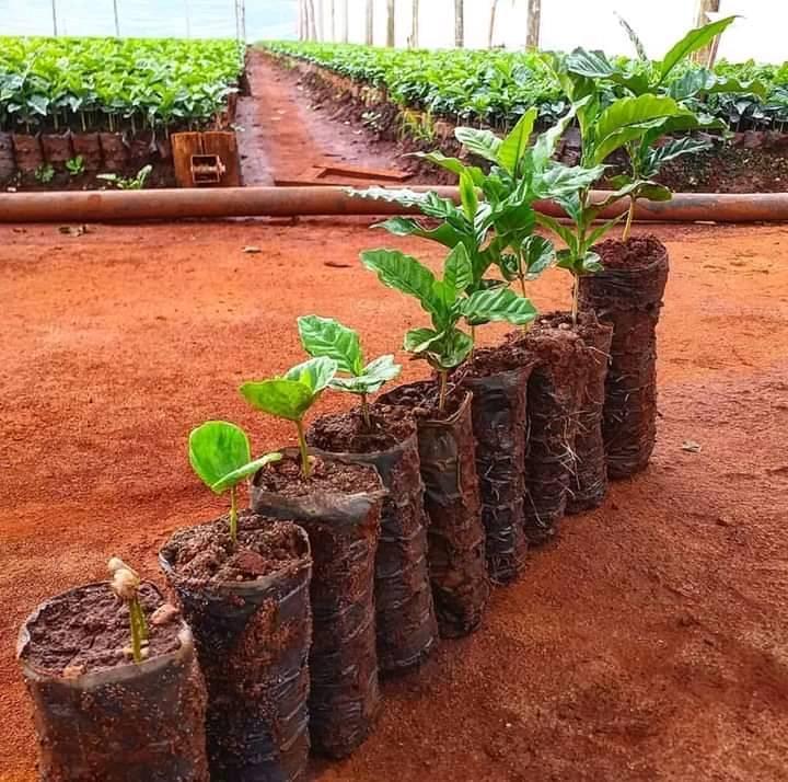 vivero 2