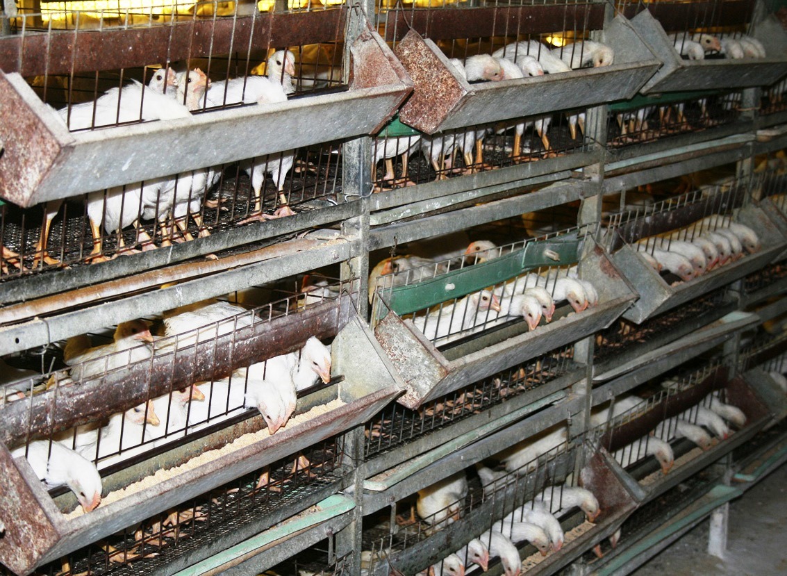 EnLlanosdeOriente2 UEB inicio Avicultura Las Tunas