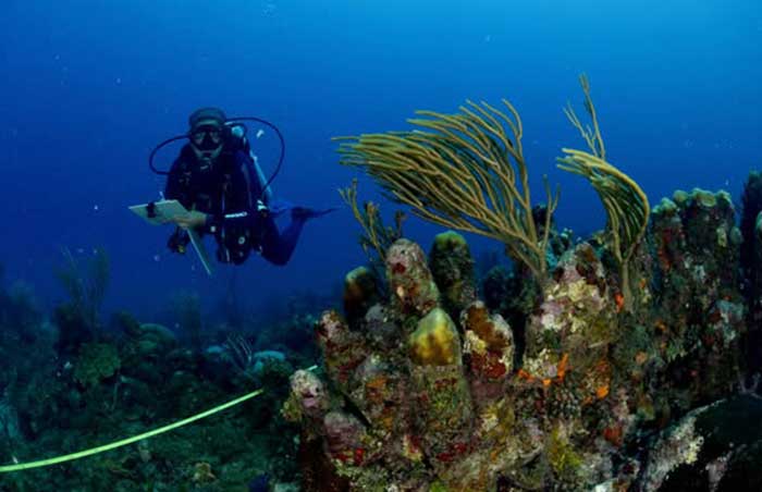 The conservation of coral reefs is vital for the goods and services they provide.