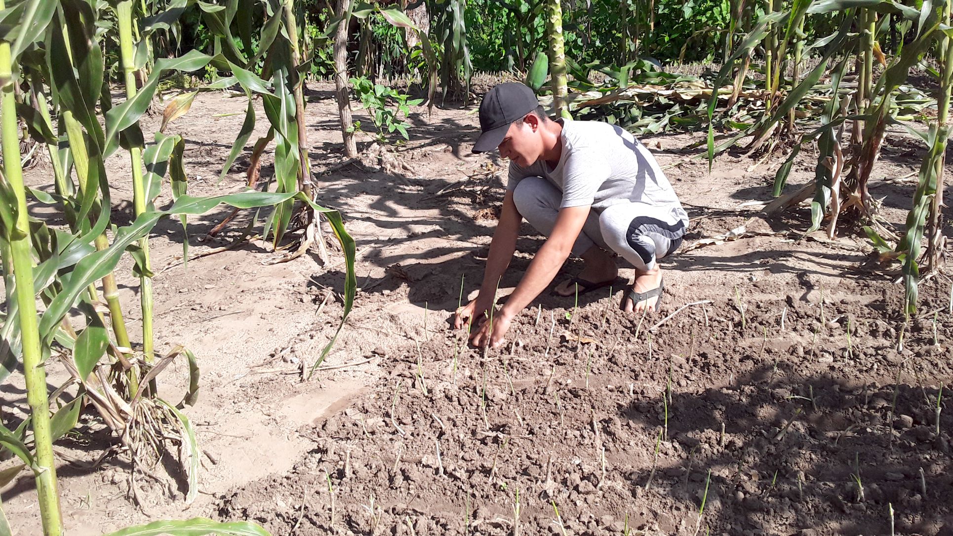 Finca de Daniel Acosta en el barrio México