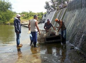 Elver capture