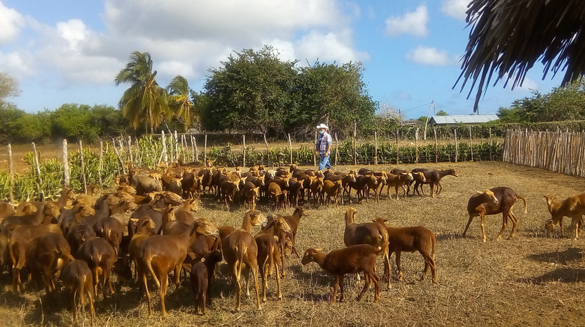 El asesoramiento para la ejecución de programas de desarrollo y la capacitación de los propietarios de animales productivos son prioridades para la filial tunera de ACPA