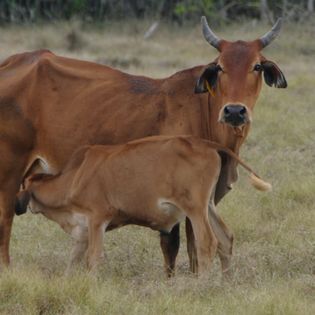 vaca