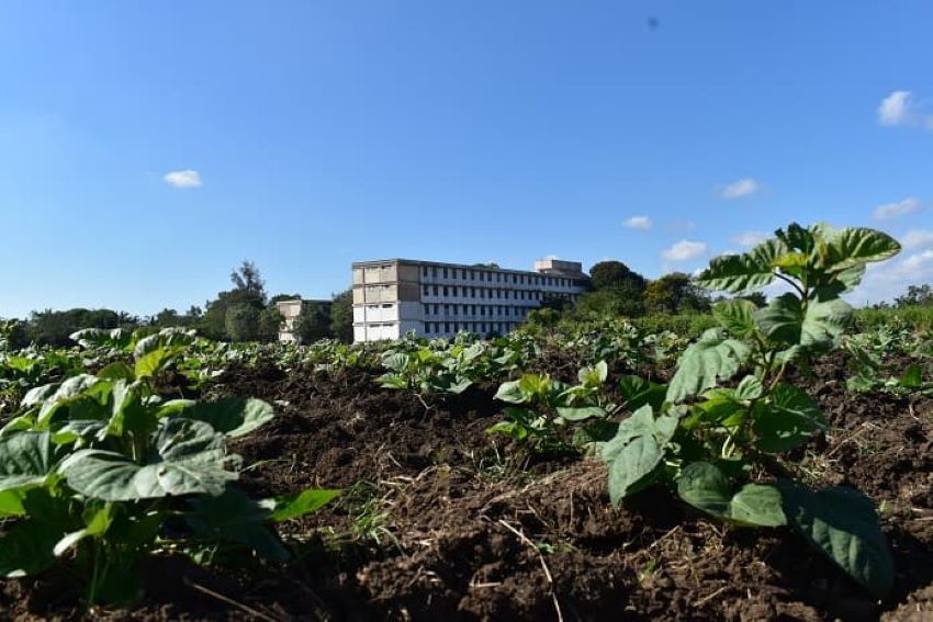 Área experimental del IPA Manifiesto de Montecristi