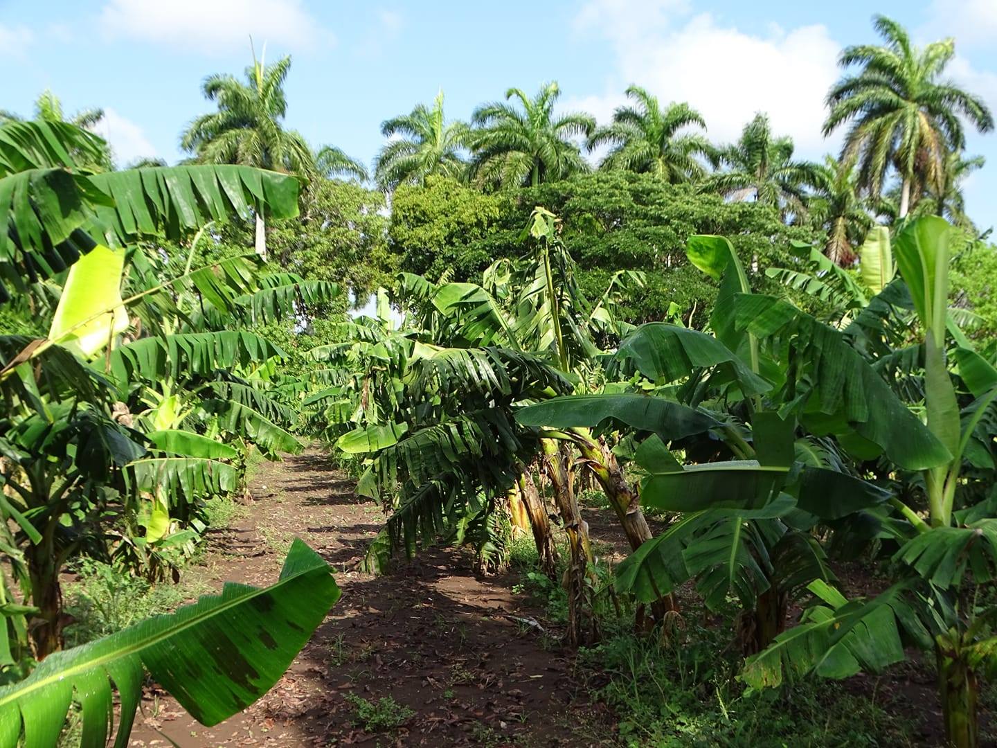 Agriculture in Jobabo