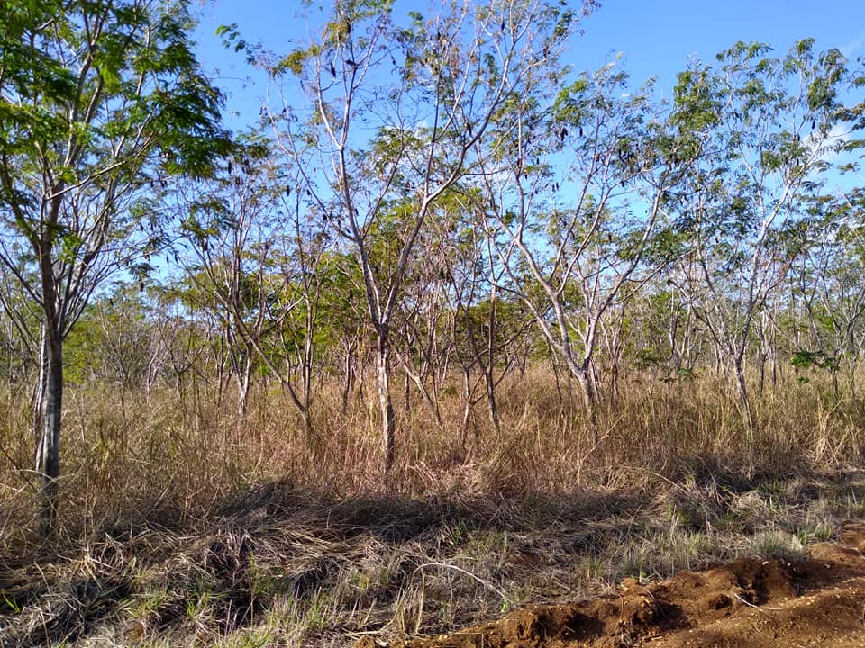 Empresa Agroforestal Las Tunas 1