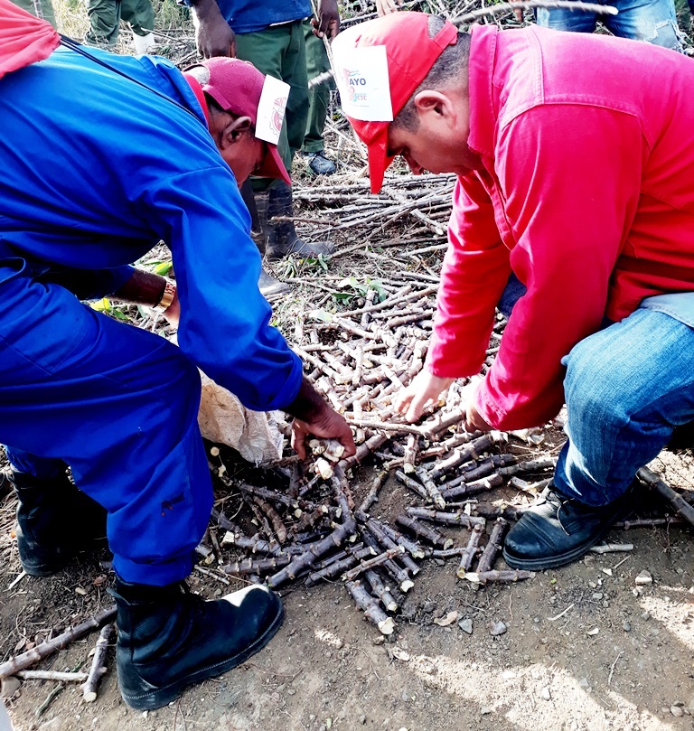 Planting of cassava at the Calera agricultural productive pole