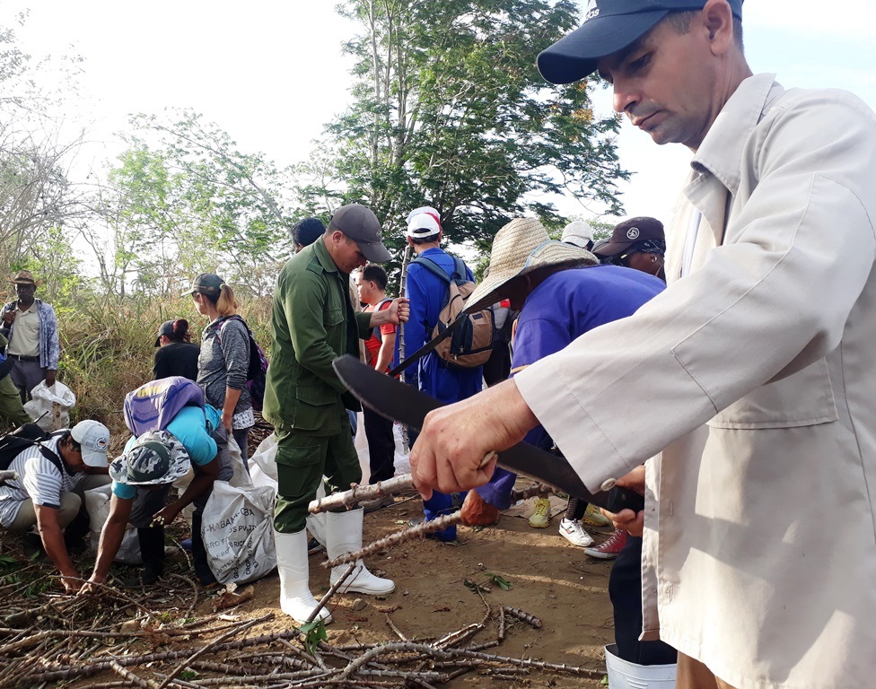 Planting of cassava at the Calera agricultural productive pole.