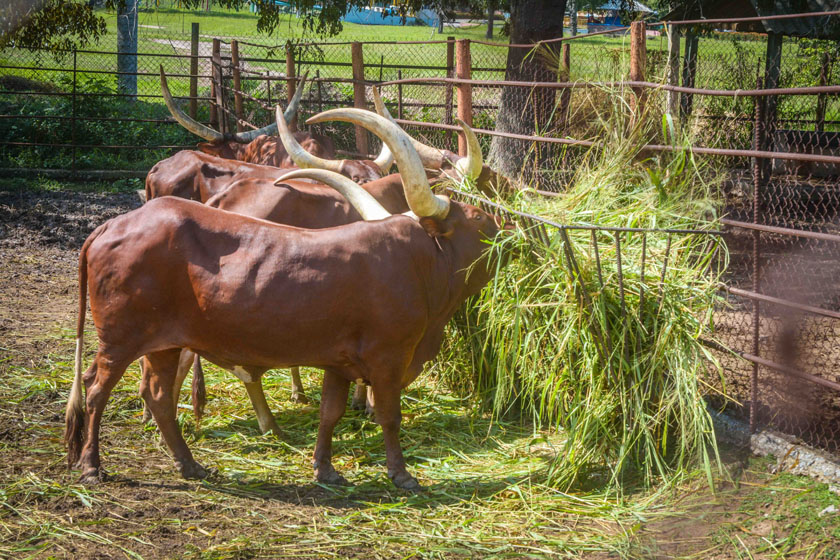 Zoologico Las Tunas3