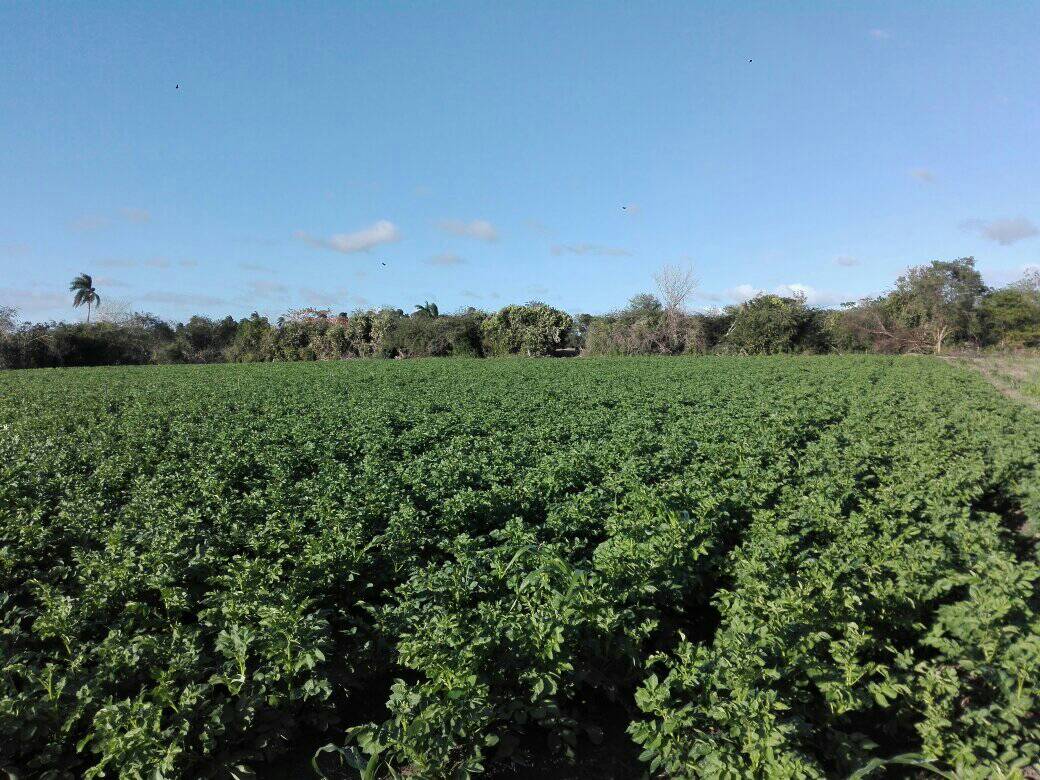 The potato harvest would begin in a few days.