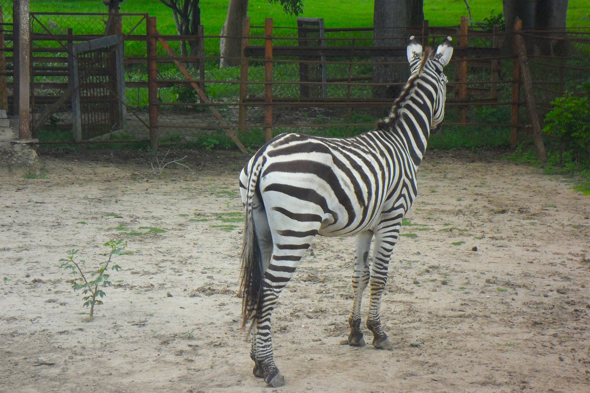 zoo2 las tunas yaciel