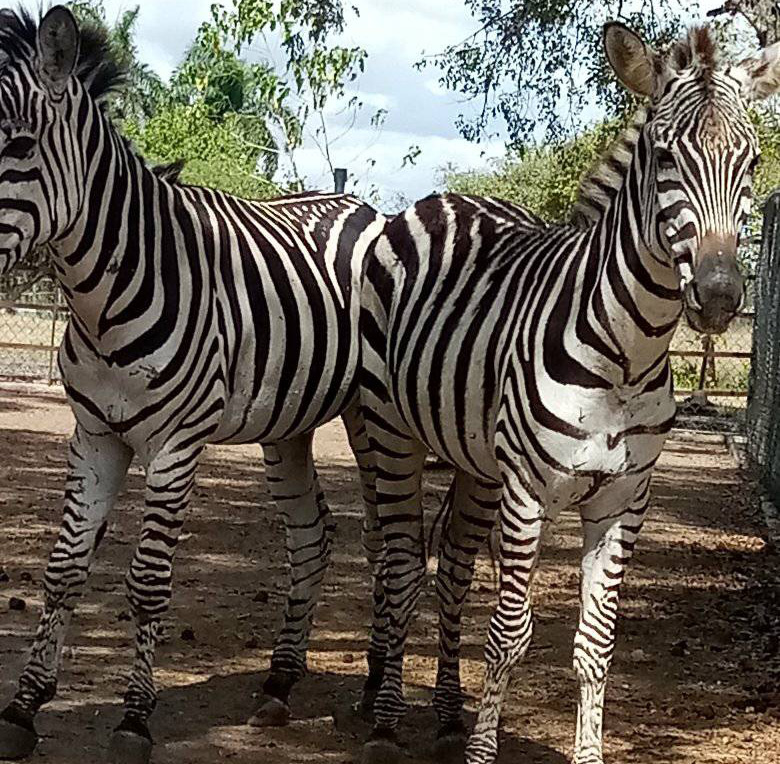 Las Tunas Zoo is offering new attractions