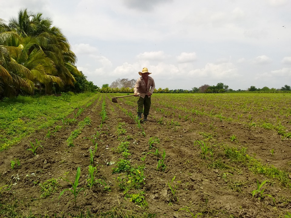 The Velázquez Brothers farm achieved the certification of the sustainable land management program
