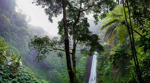 More than half of the destruction since 2002 has been in South America’s Amazon and bordering rainforests.