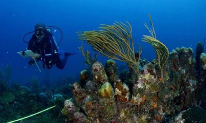 Marine researcher Dr. Patricia González pointed out that microplastics are part of the brain of fish and the stomach of corals.