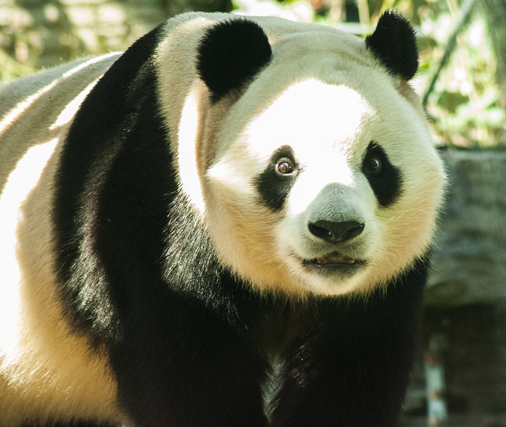 panda gigante beijing china 2022 0004