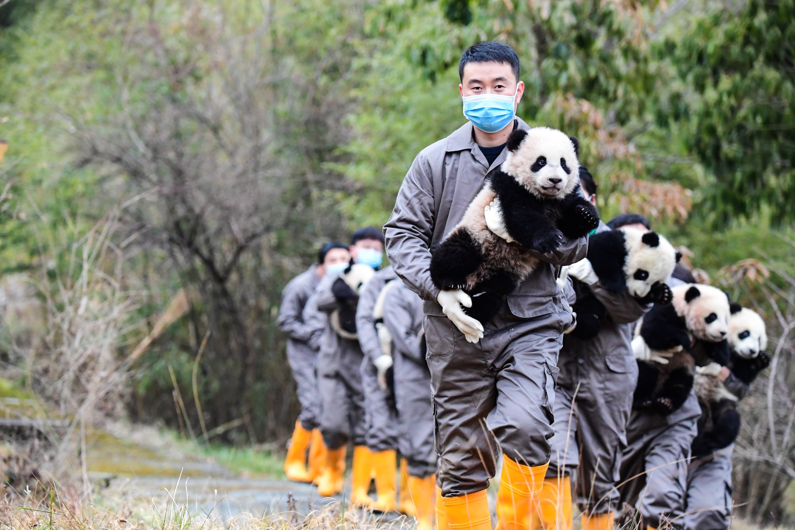 pandas china 2