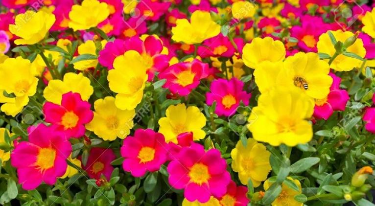 uchas flores