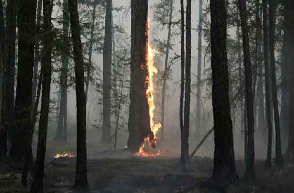 The escalating climate crisis and land-use change are driving a global increase in extreme wildfires, with a 14% increase predicted by 2030 and a 30% increase by 2050, according to a UN report involving more than 50 international researchers.