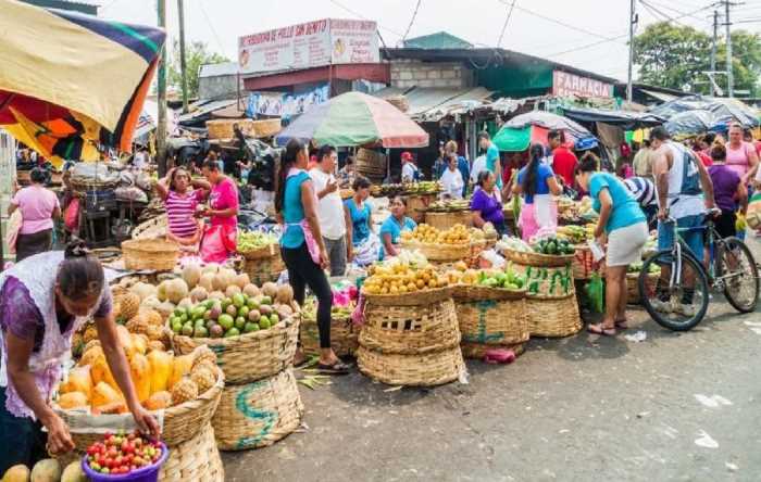 Aumenta potencial productivo del sector agropecuario nicaragüense