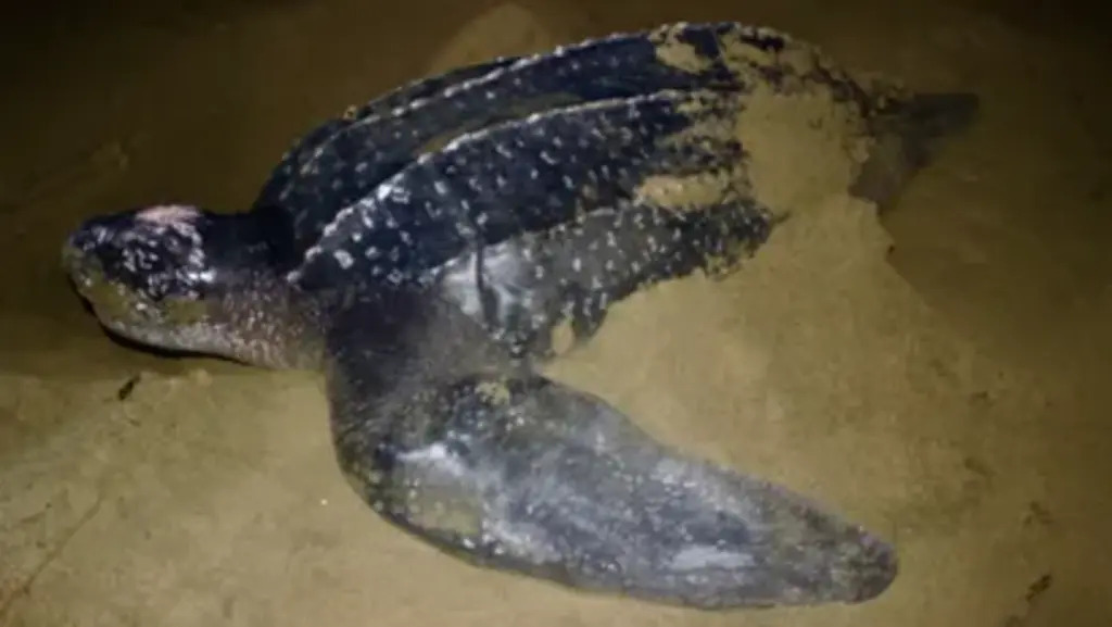 tortuga baula 1