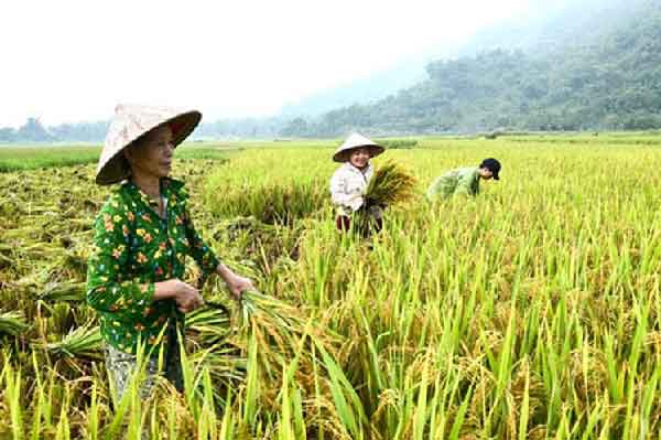 Agriculture, forestry and aquaculture have contributed the most to the GDP, with 11 percent of the total