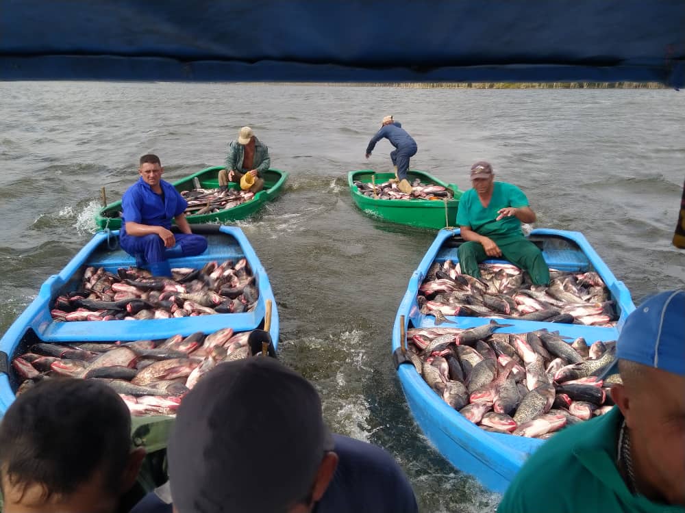 El déficit de pescados en la red comercial de Las Tunas es una realidad imperante desde hace algunos años 