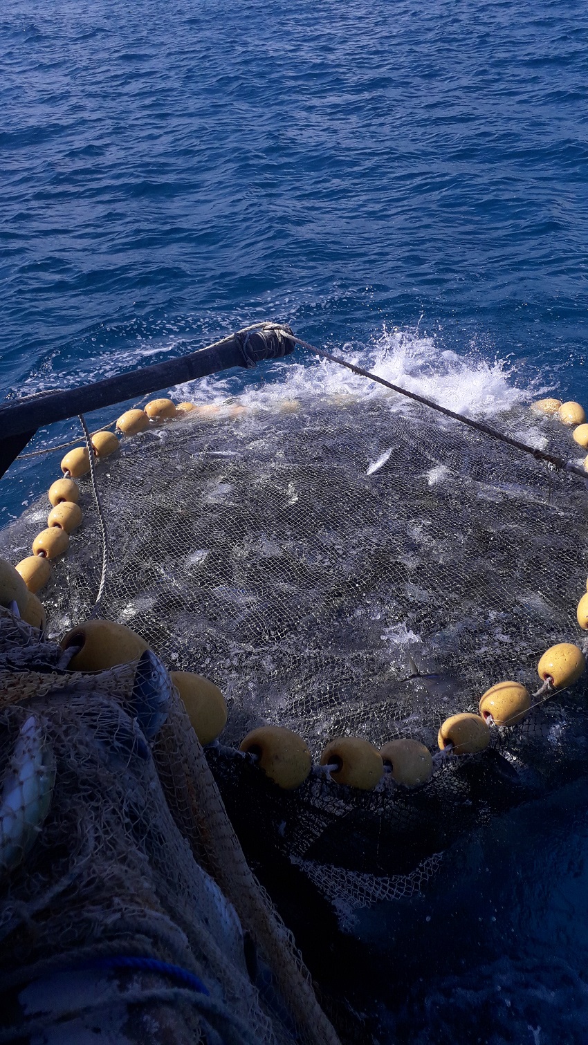Bar jack fishing